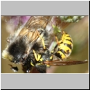 Vespula germanica - Deutsche Wespe - Wespe frisst Hummel 01b.jpg
